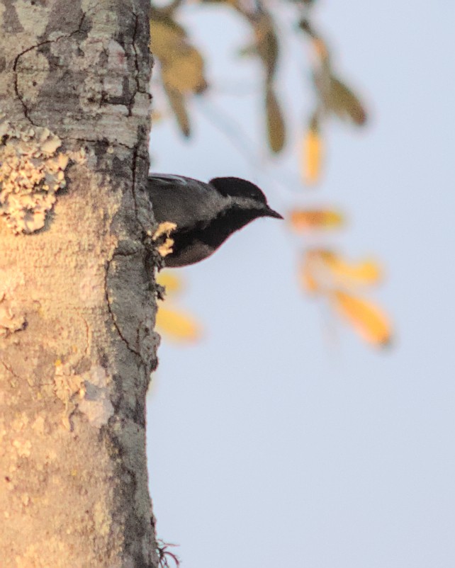 Mésange à ventre gris - ML617031409