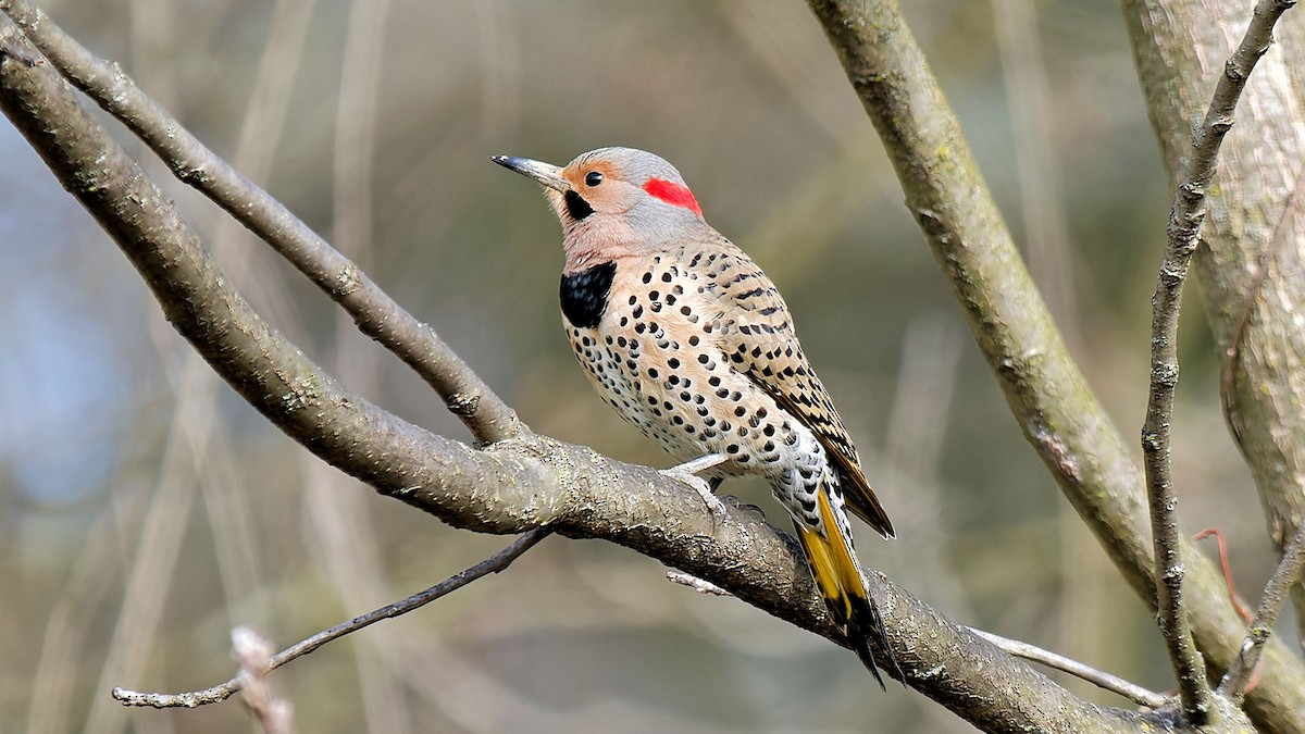 Northern Flicker - ML617031420