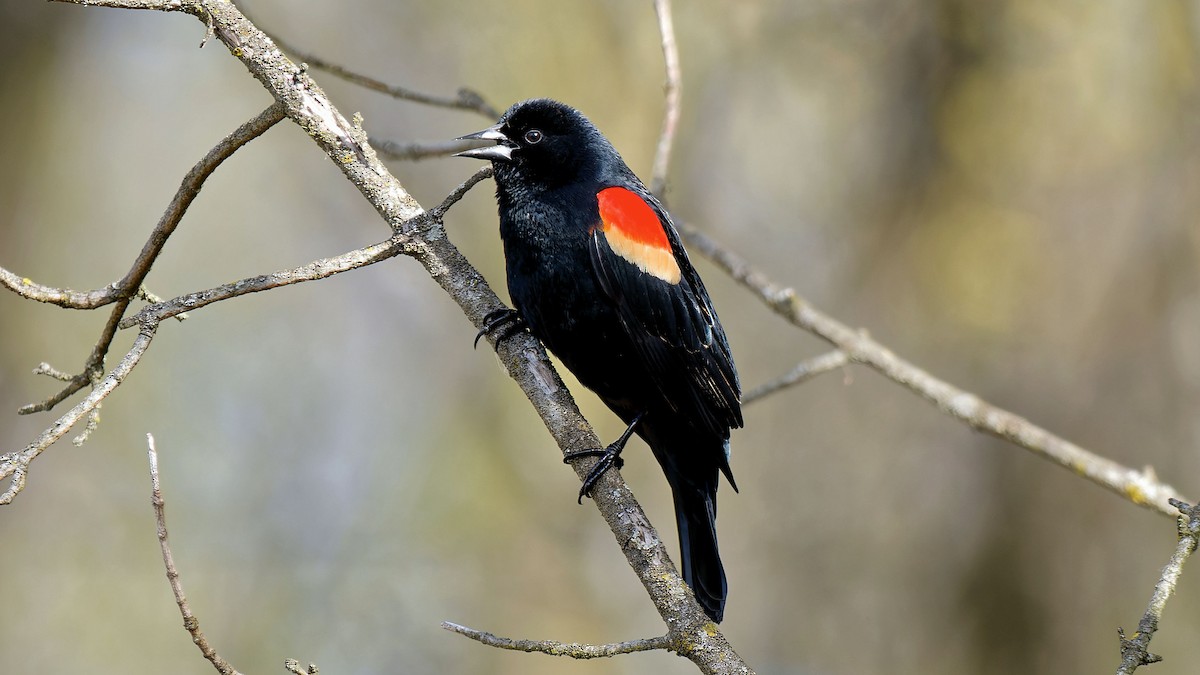 Red-winged Blackbird - Craig Becker