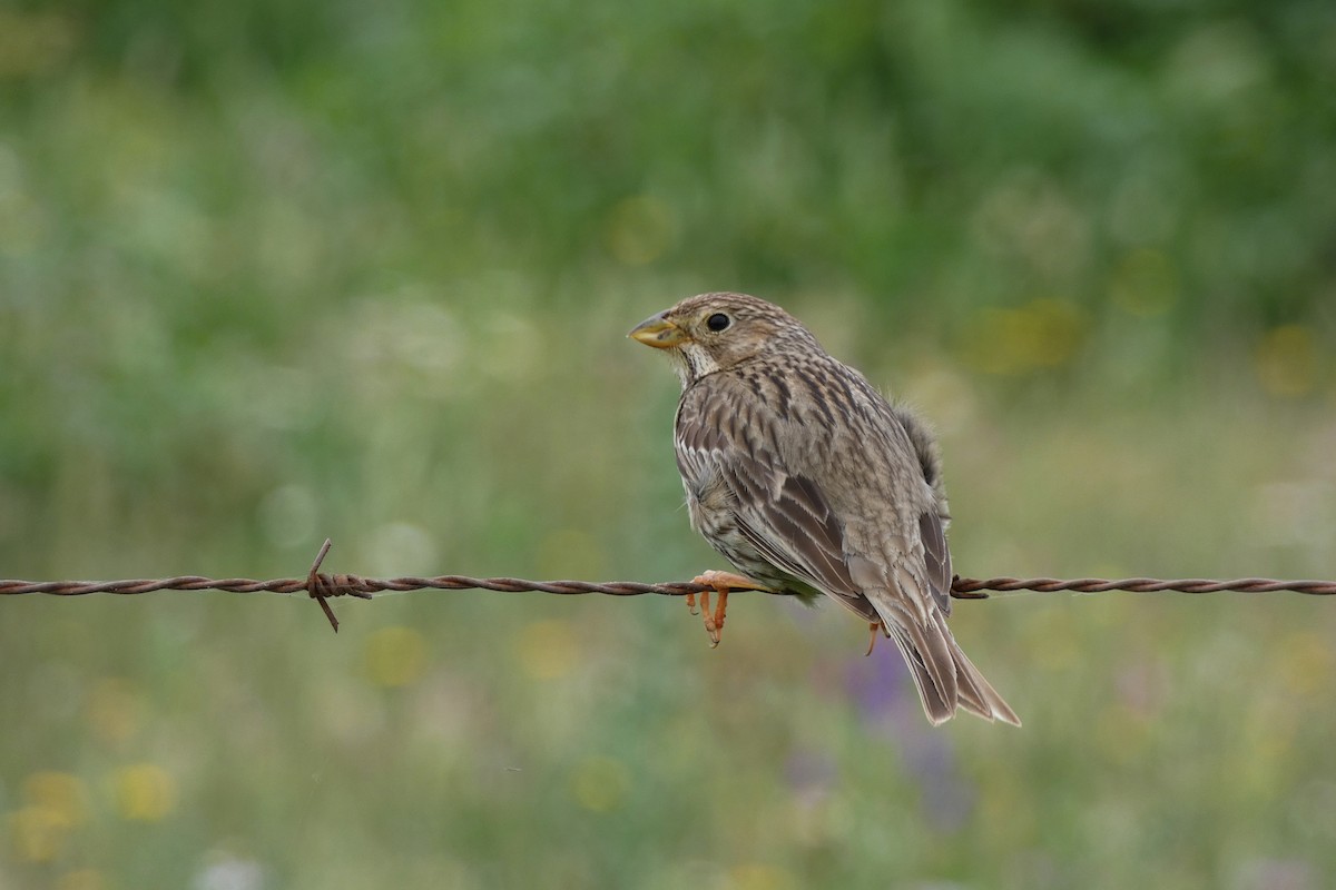 Corn Bunting - Xabier Remirez