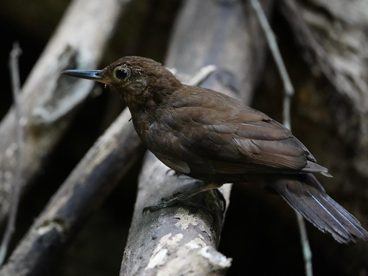 Scaly-throated Leaftosser - Carlos Ulate