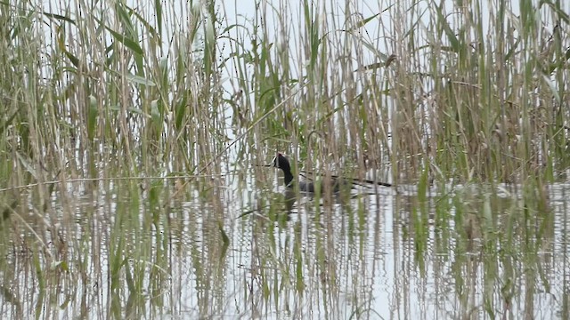 Red-knobbed Coot - ML617031529