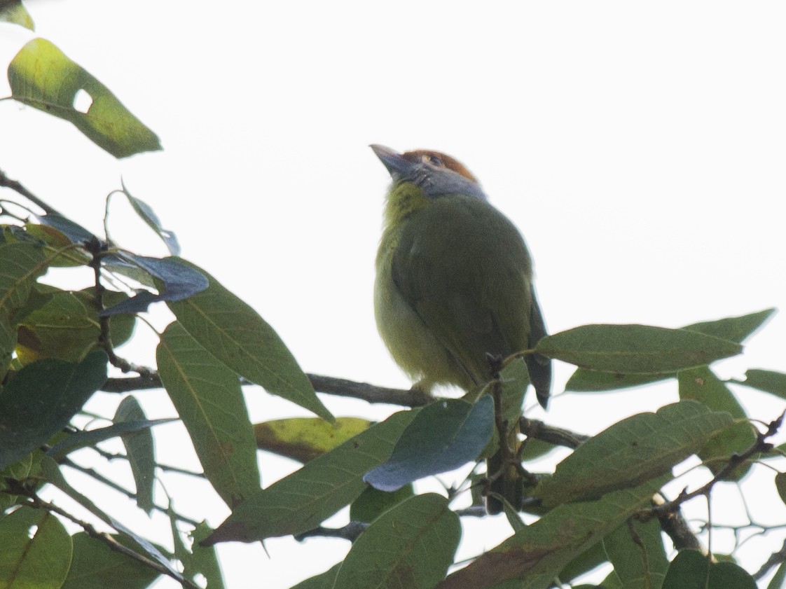 Rufous-browed Peppershrike - Volkov Sergey