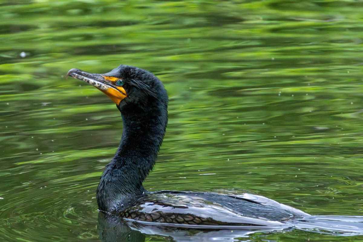 Double-crested Cormorant - ML617031539