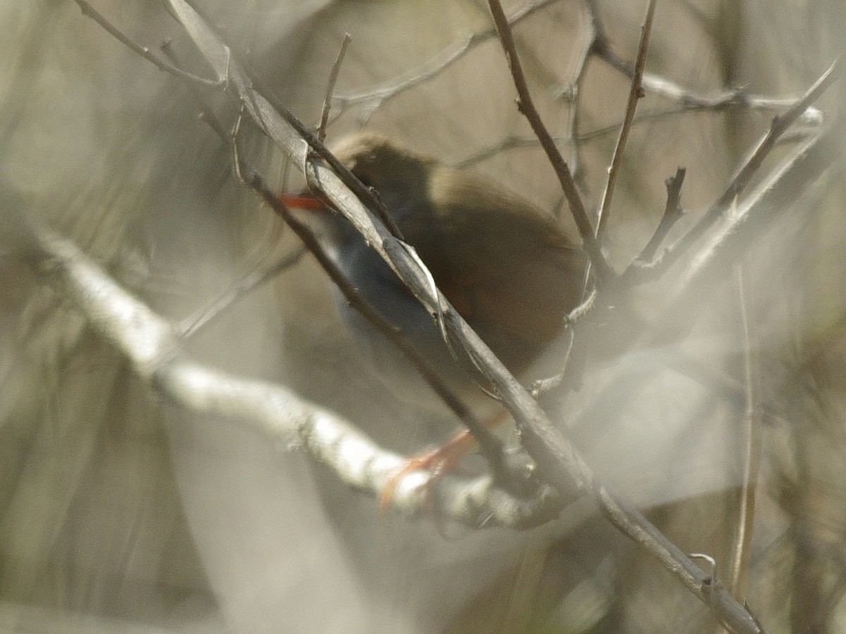 Orange-billed Nightingale-Thrush - Volkov Sergey