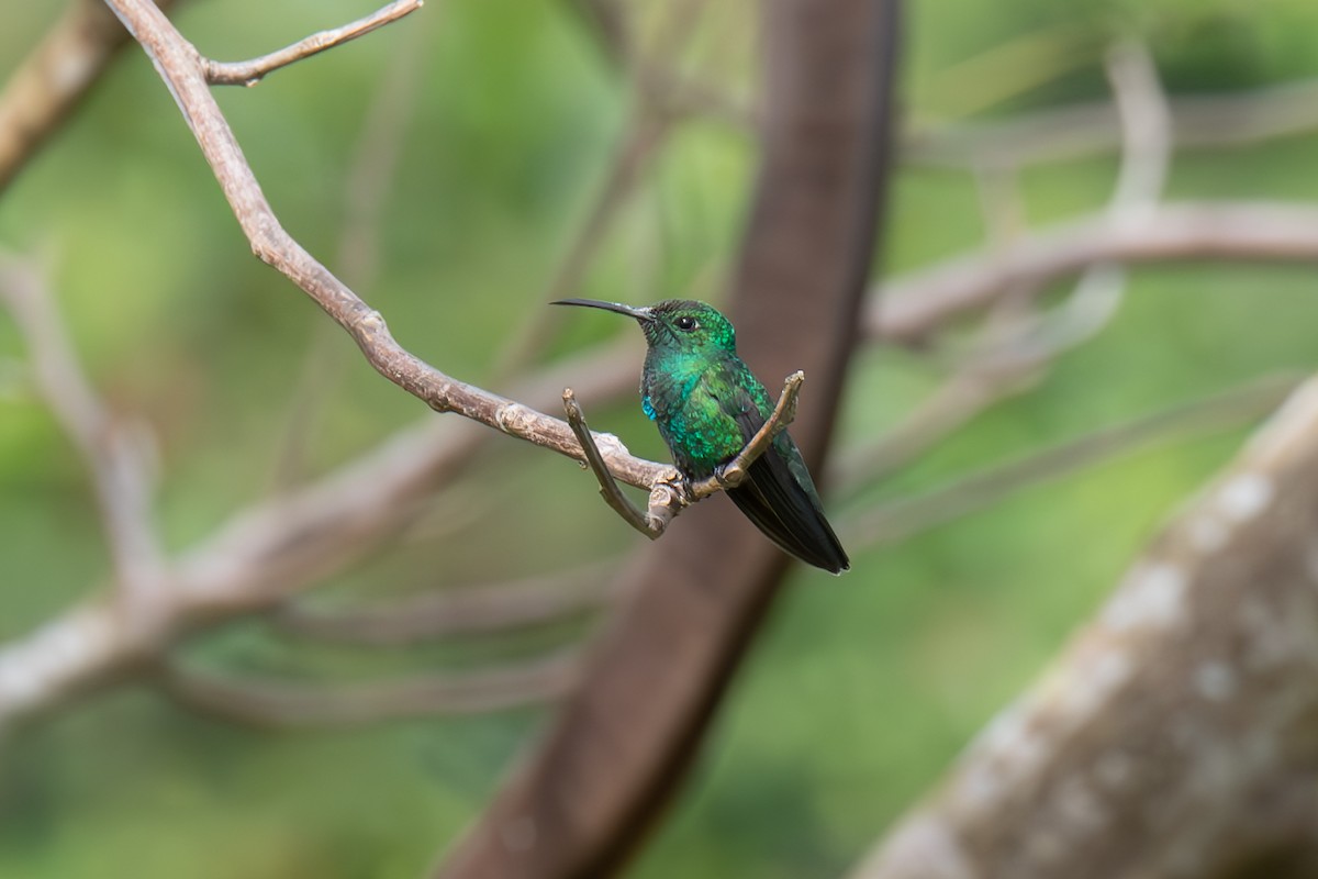 kolibřík smaragdový - ML617031547