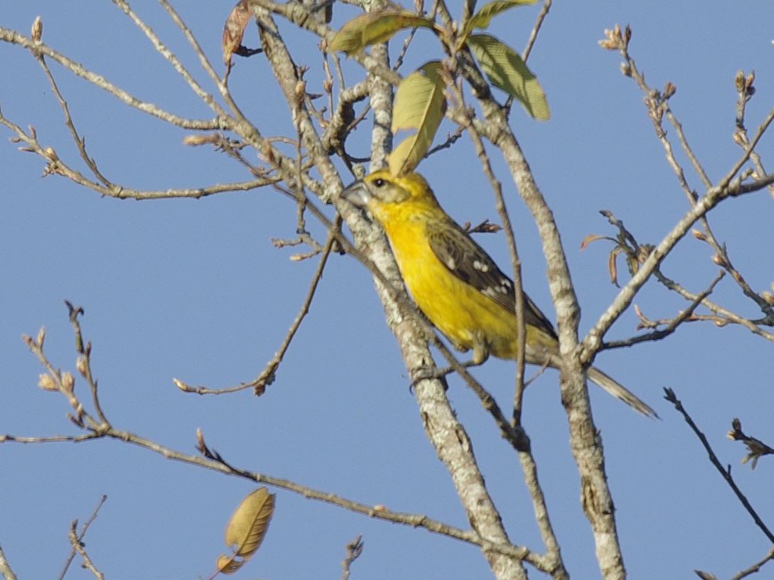 Yellow Grosbeak - Volkov Sergey