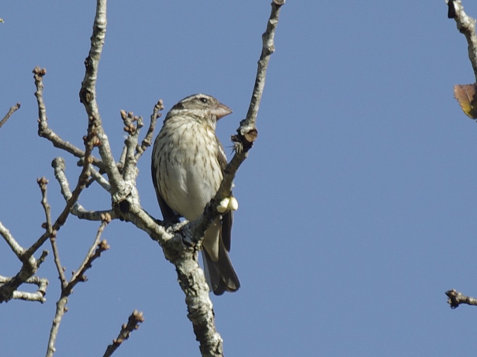 Rose-breasted Grosbeak - Volkov Sergey