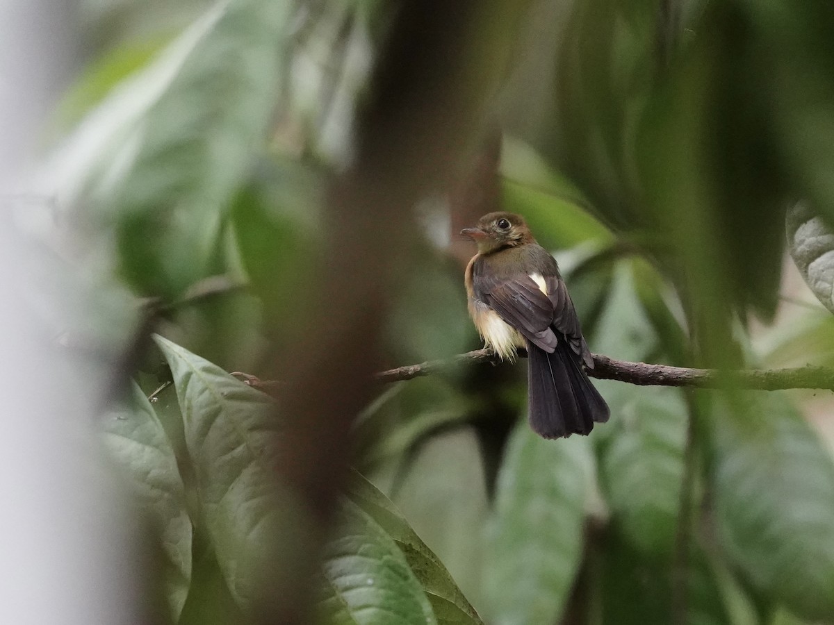 Sulphur-rumped Flycatcher - Carlos Ulate