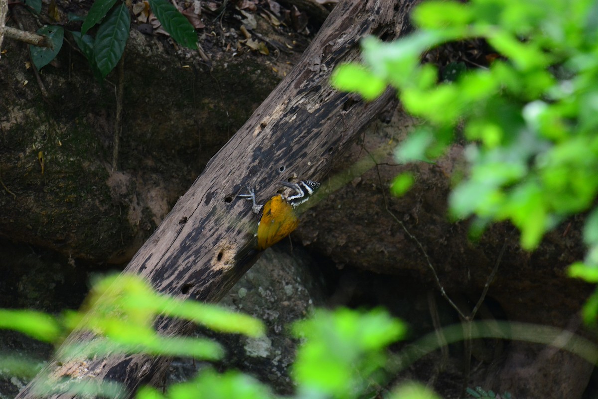 Greater Flameback - ML617031610