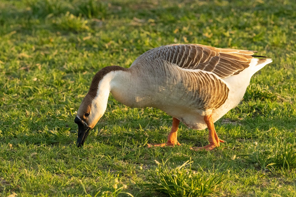 Swan Goose (Domestic type) - ML617031634
