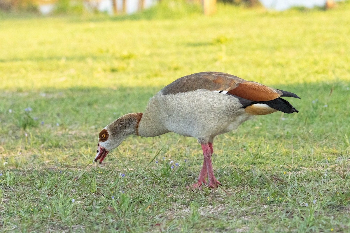 Egyptian Goose - ML617031645