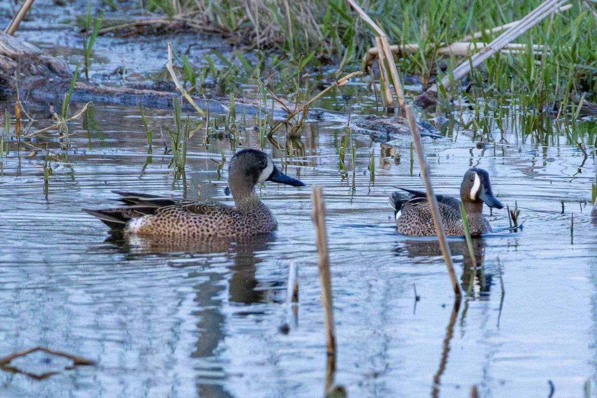 Blue-winged Teal - ML617031662