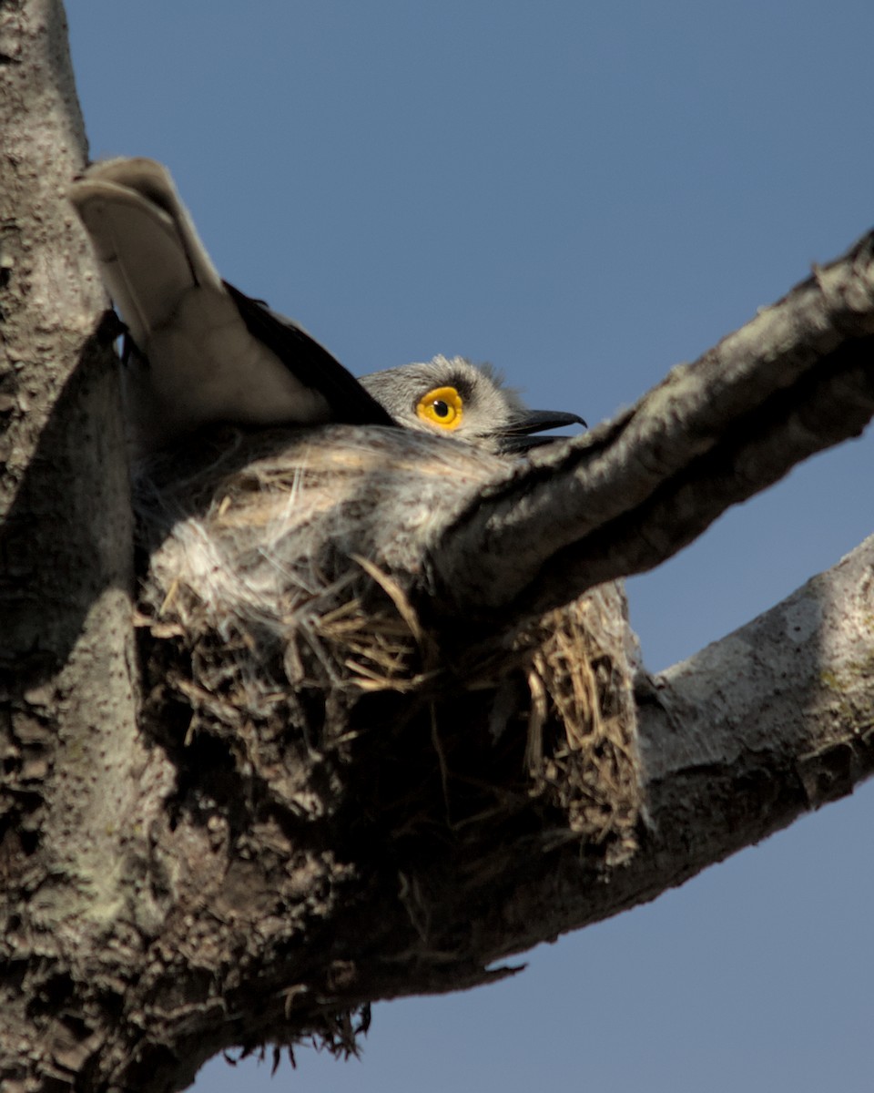 White Helmetshrike (Yellow-eyed) - ML617031687