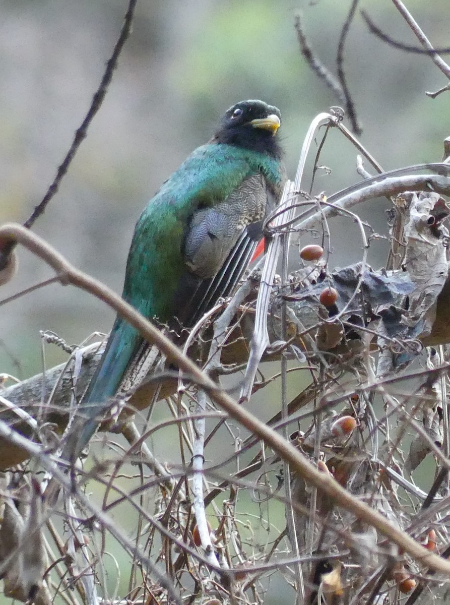 Collared Trogon - ML617031688