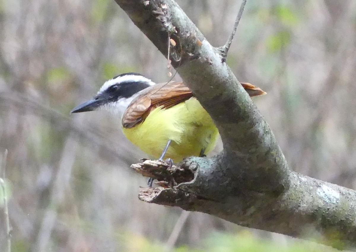 Great Kiskadee - ML617031698