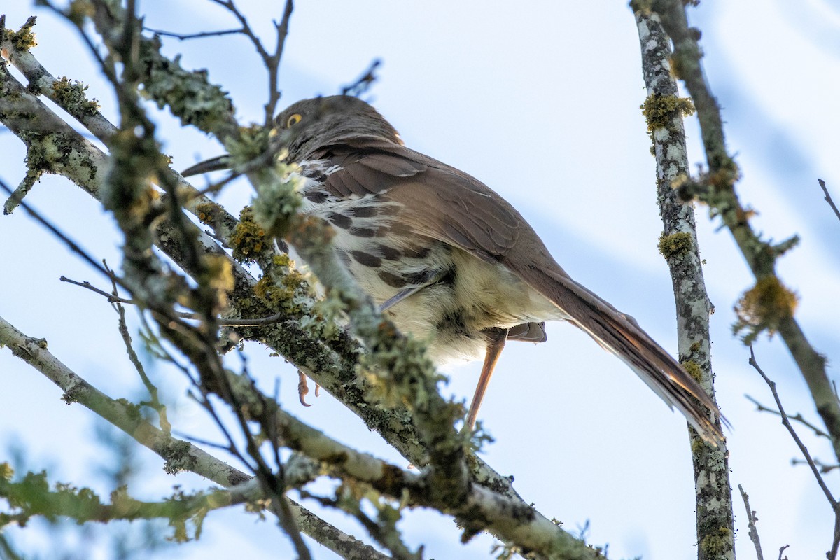 Long-billed Thrasher - ML617031702