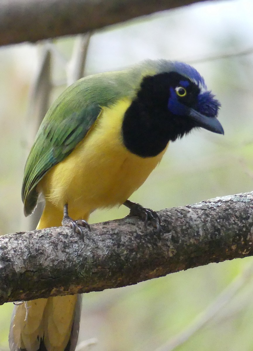 Green Jay - ML617031711