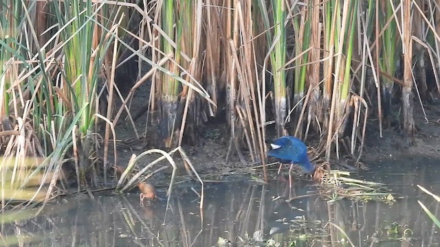 Ruddy-breasted Crake - ML617031716