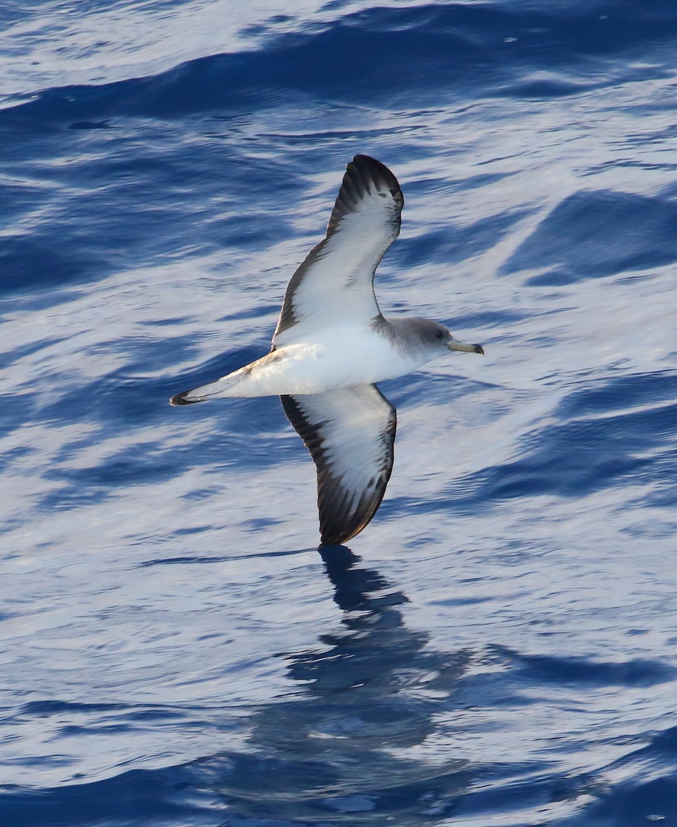 Cape Verde Shearwater - Frank Weihe