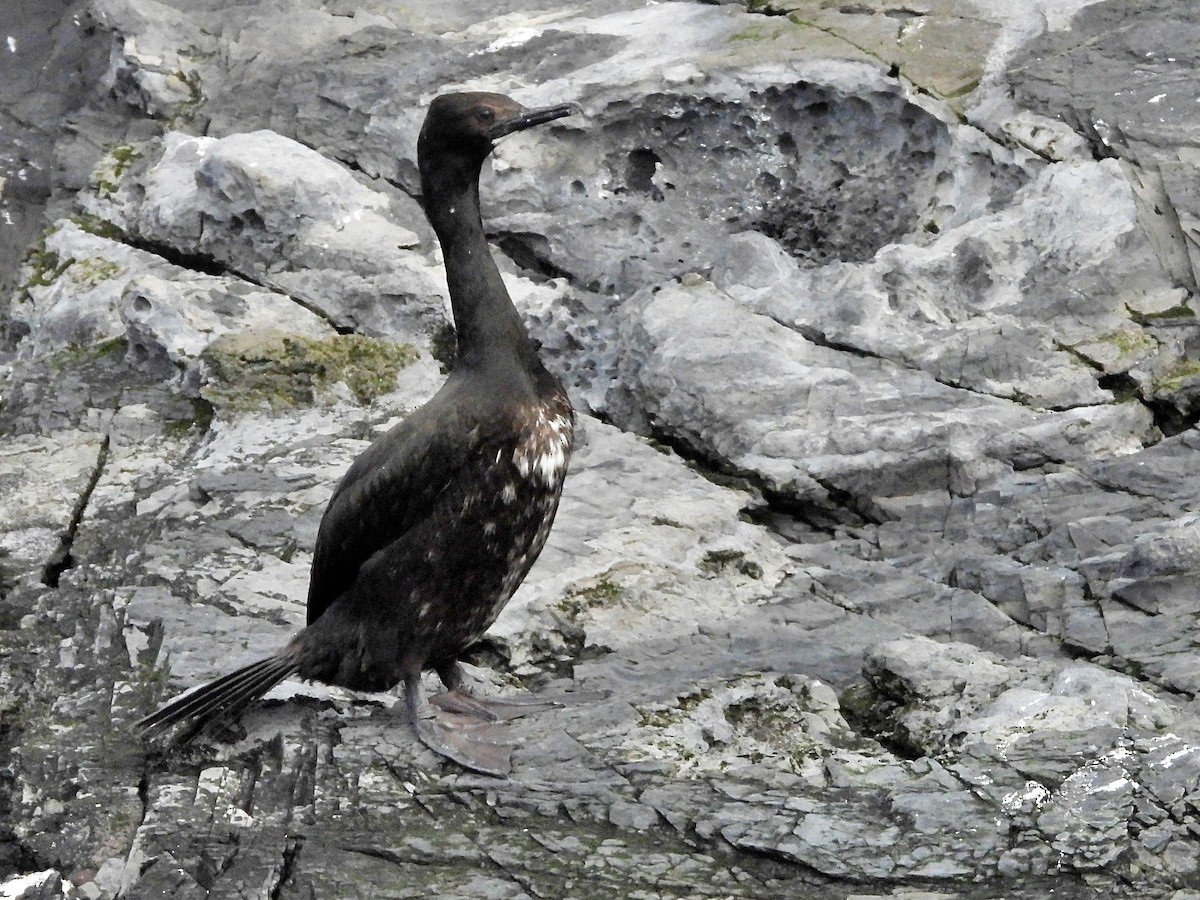 Magellanic Cormorant - ML617031723