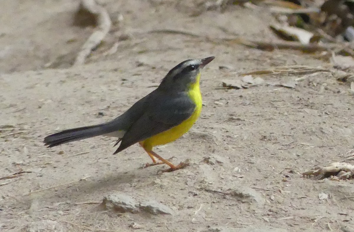 Golden-crowned Warbler - ML617031724