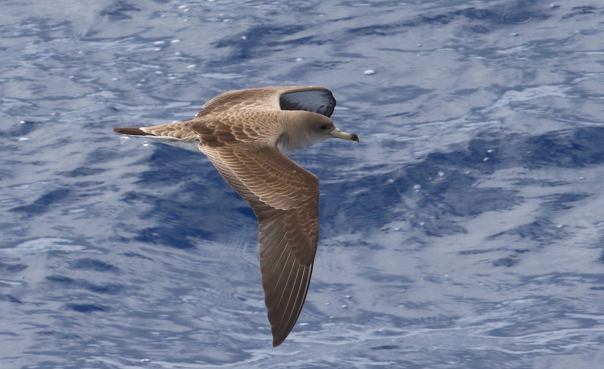 Cape Verde Shearwater - Frank Weihe