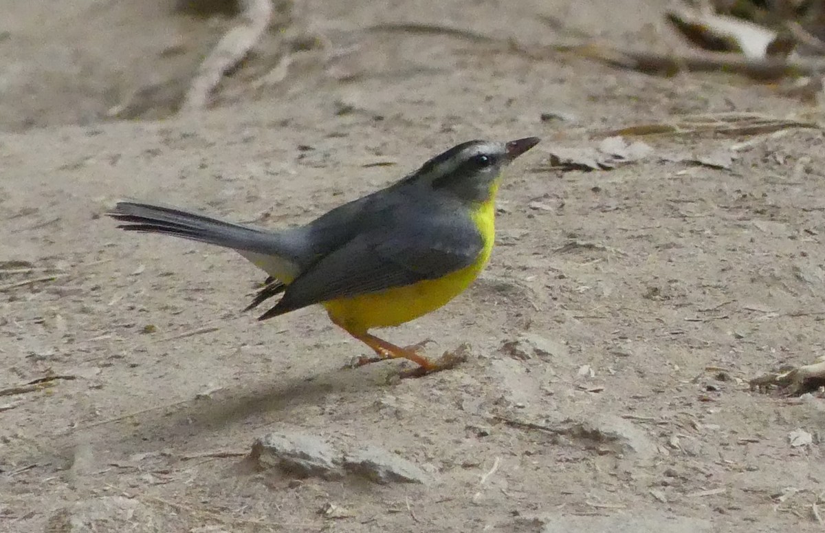 Golden-crowned Warbler - ML617031732