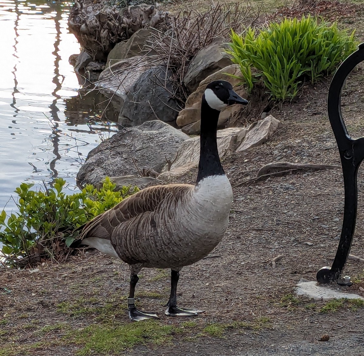 Canada Goose - ML617031761
