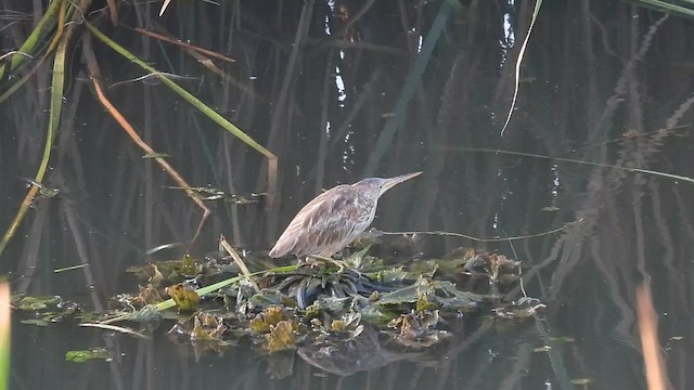 Yellow Bittern - ML617031770