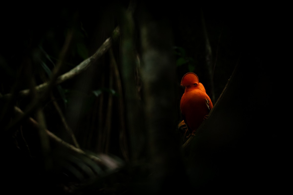 Guianan Cock-of-the-rock - Sylvain Eichhorn