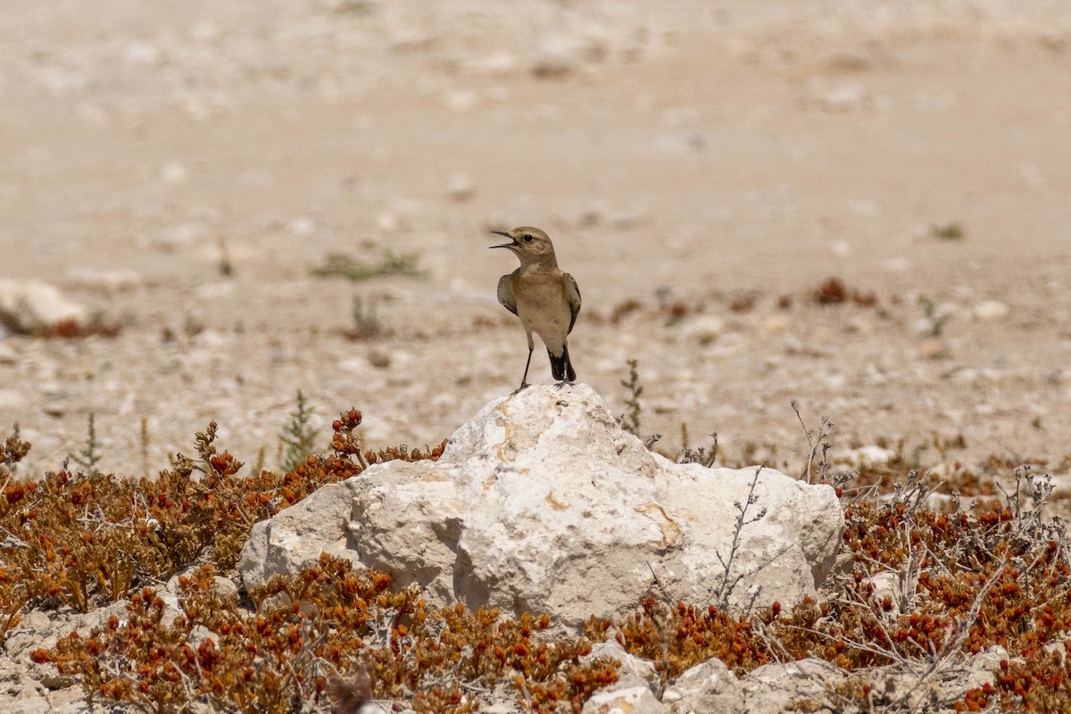 Isabelline Wheatear - ML617031845