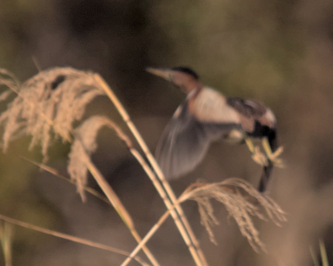 Little Bittern (African) - ML617031847