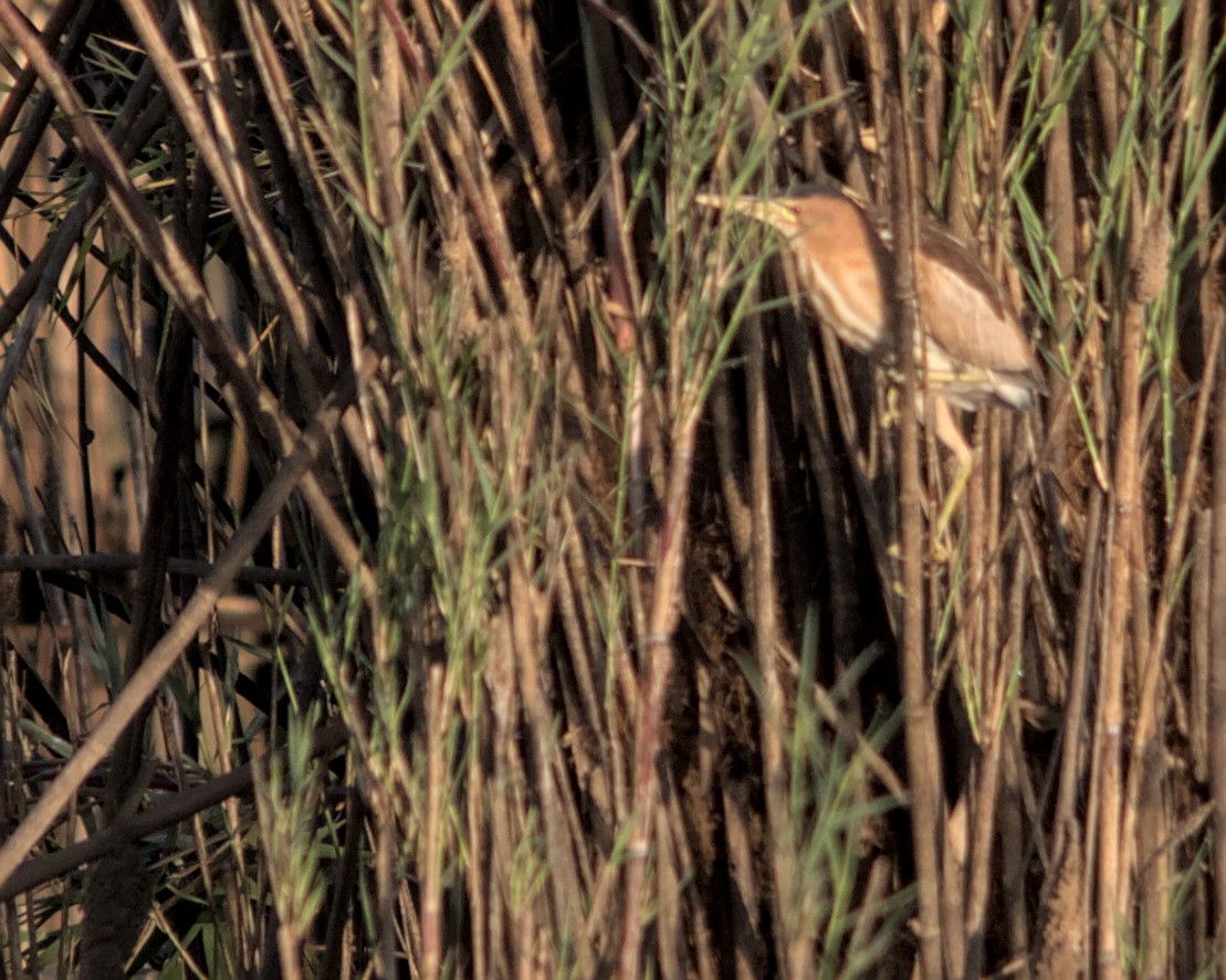 Little Bittern (African) - Cameron Blair