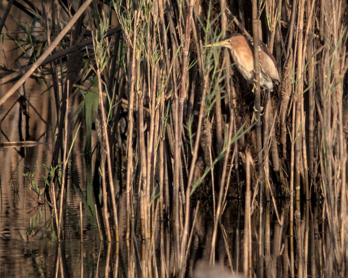 Little Bittern (African) - ML617031854