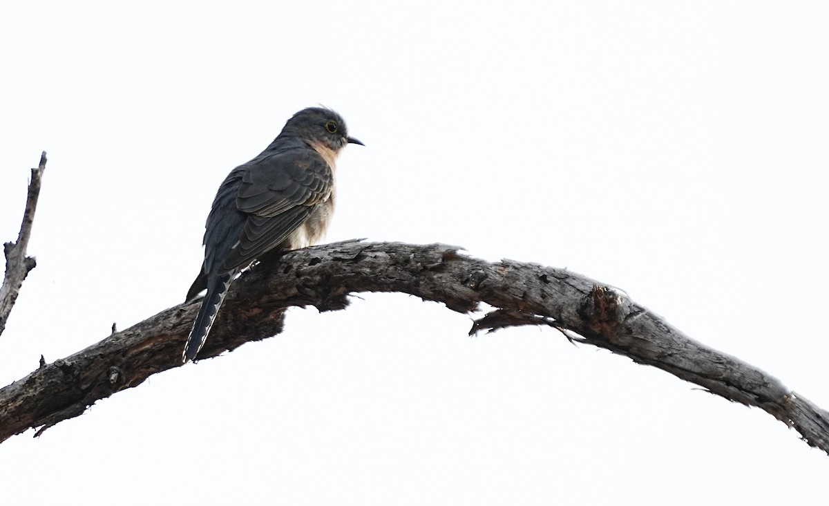 Fan-tailed Cuckoo - ML617031860