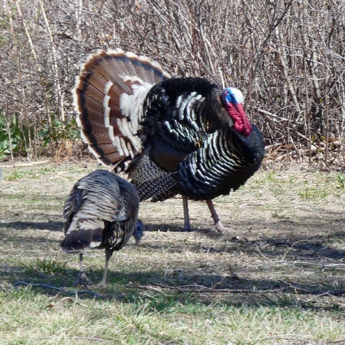 Wild Turkey - ML617031872