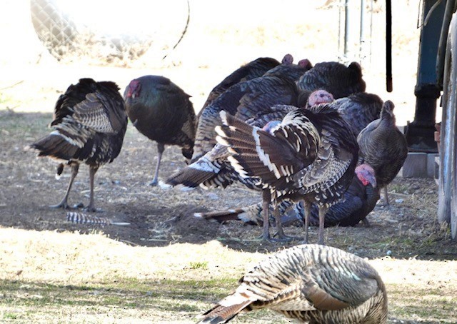 Wild Turkey - ML617031873