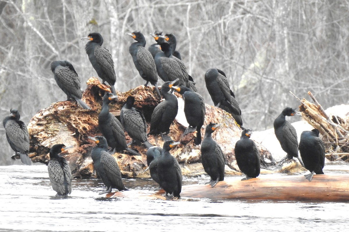 Double-crested Cormorant - ML617031890