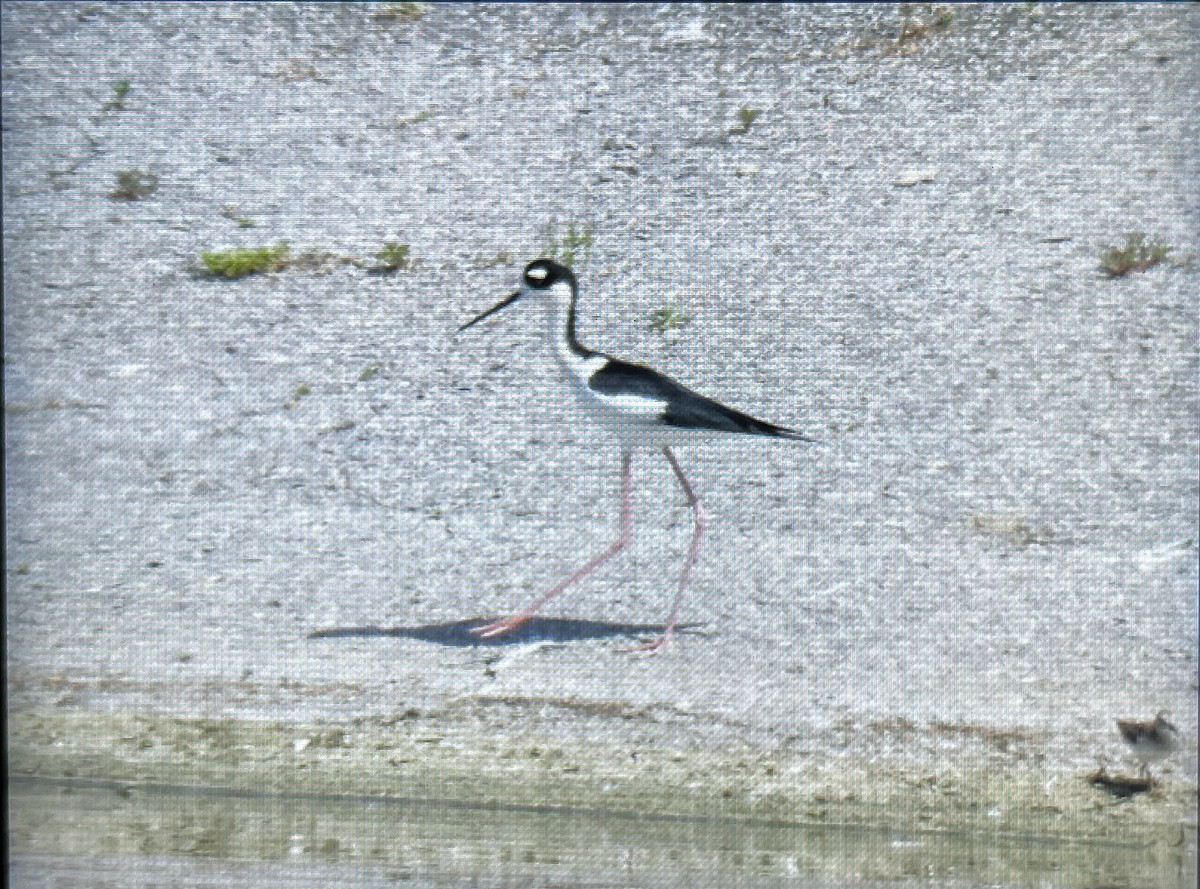 Black-necked Stilt - M Pallon