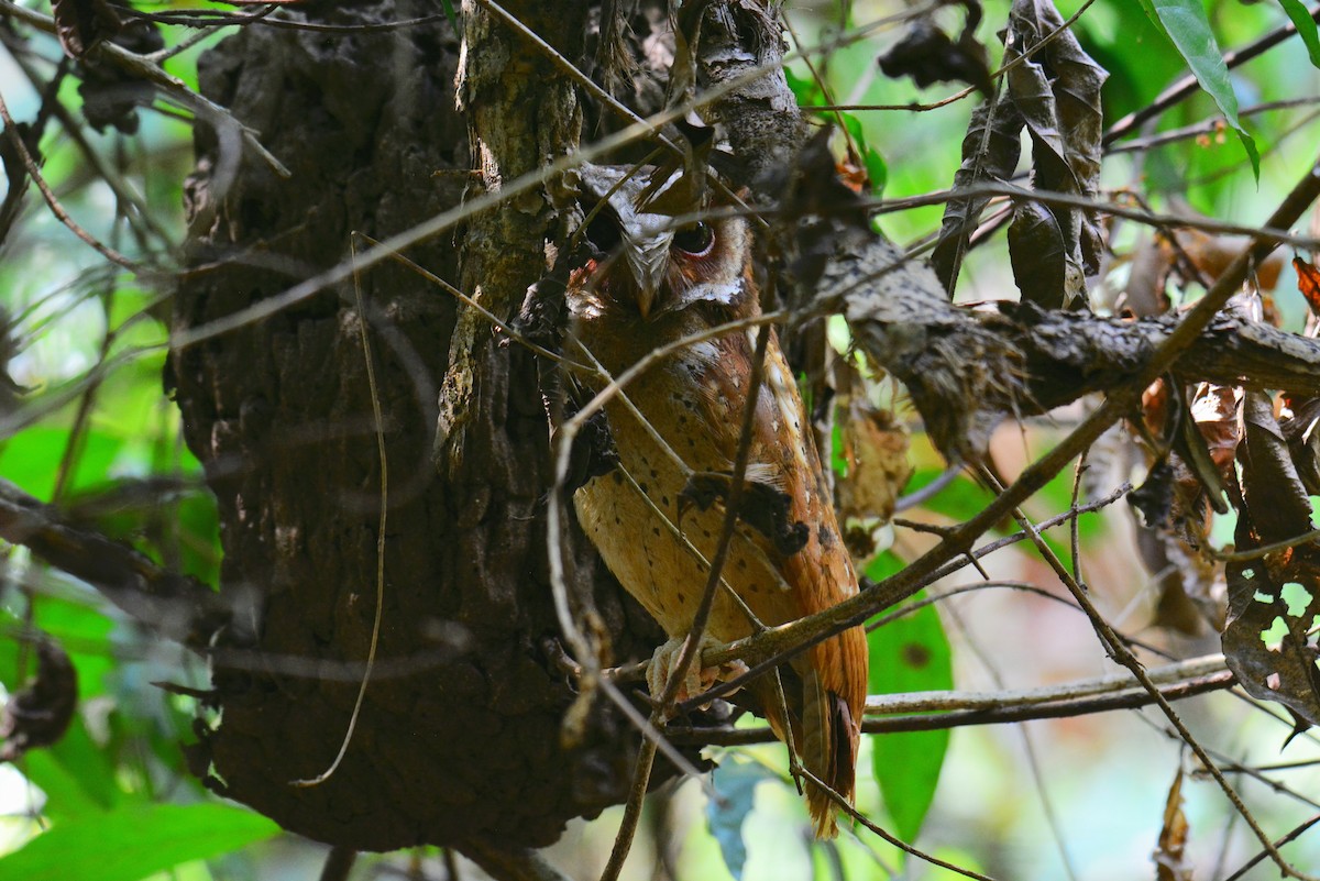 White-fronted Scops-Owl - Jukree Sisonmak