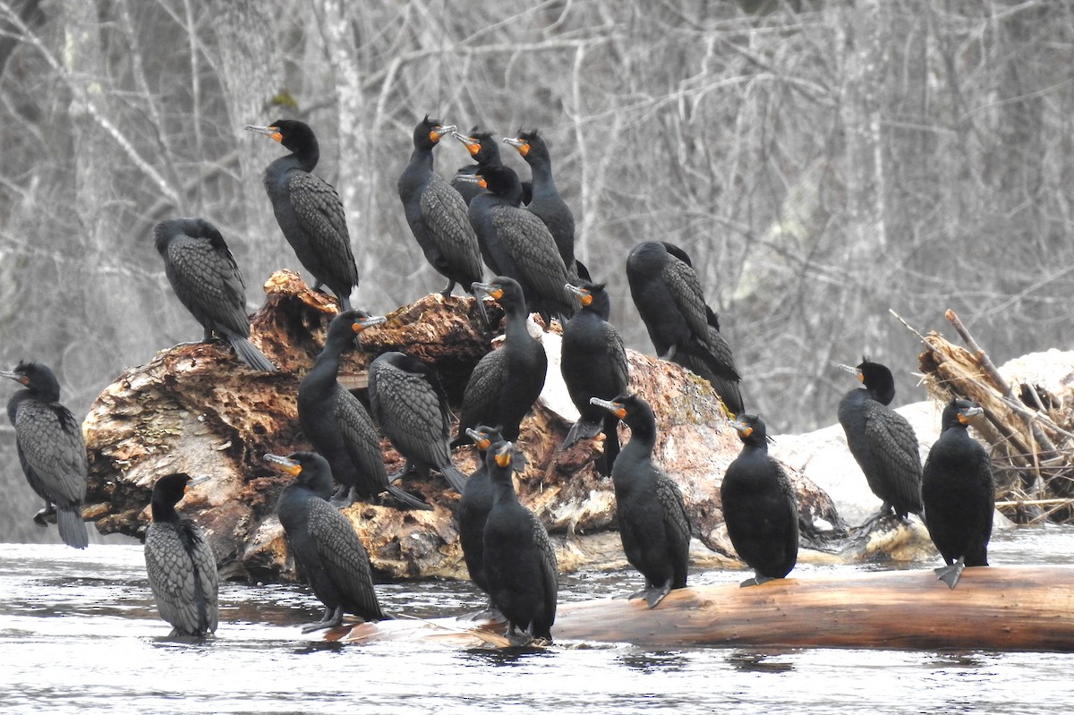 Double-crested Cormorant - Steve Mierzykowski