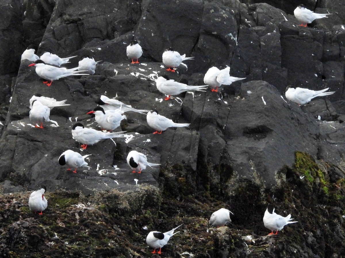 South American Tern - ML617031968