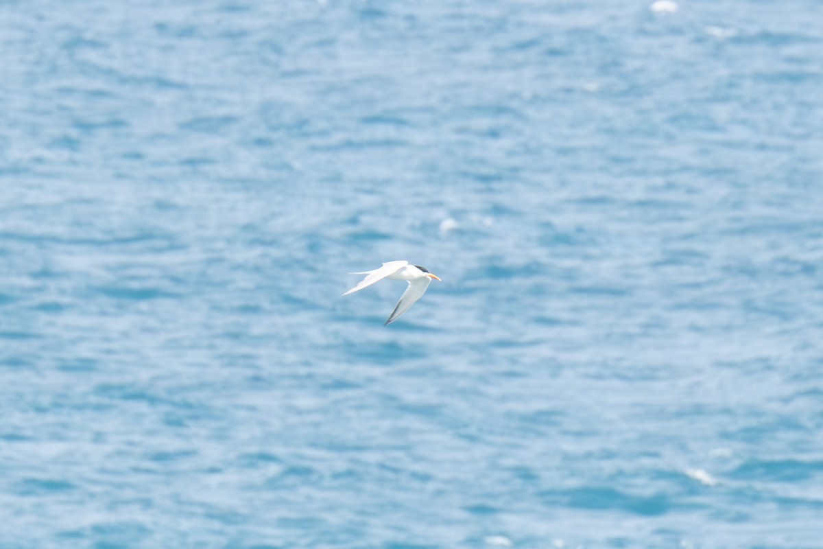 Royal Tern - ML617031976