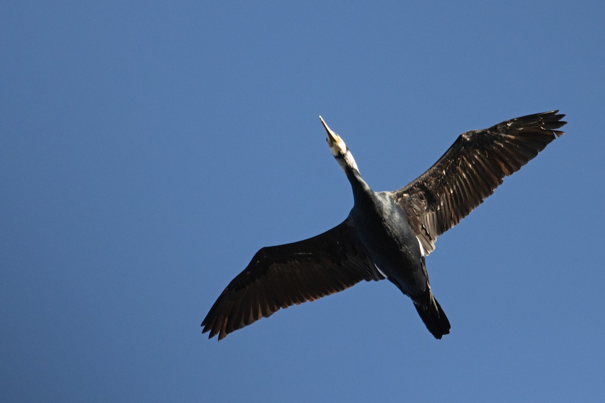 Great Cormorant - Letty Roedolf Groenenboom