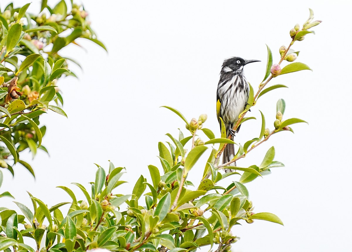 New Holland Honeyeater - ML617032008