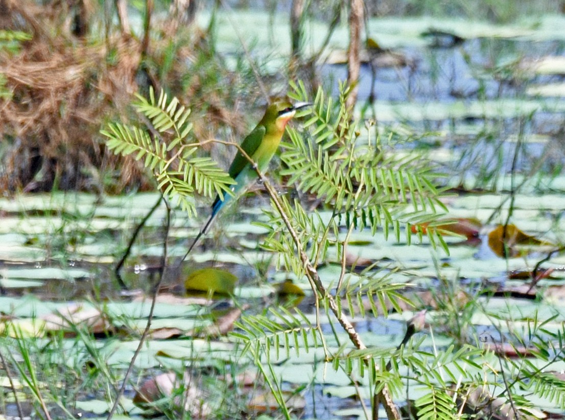 Blue-tailed Bee-eater - ML617032036