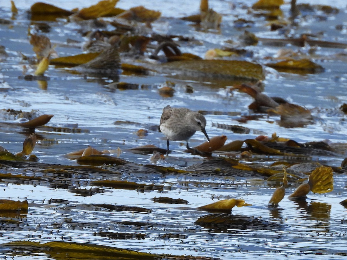 White-rumped Sandpiper - ML617032056