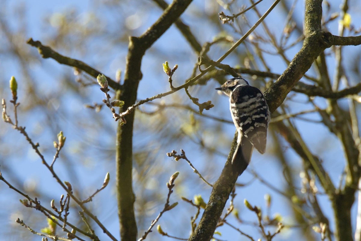 Lesser Spotted Woodpecker - Severin Uebbing