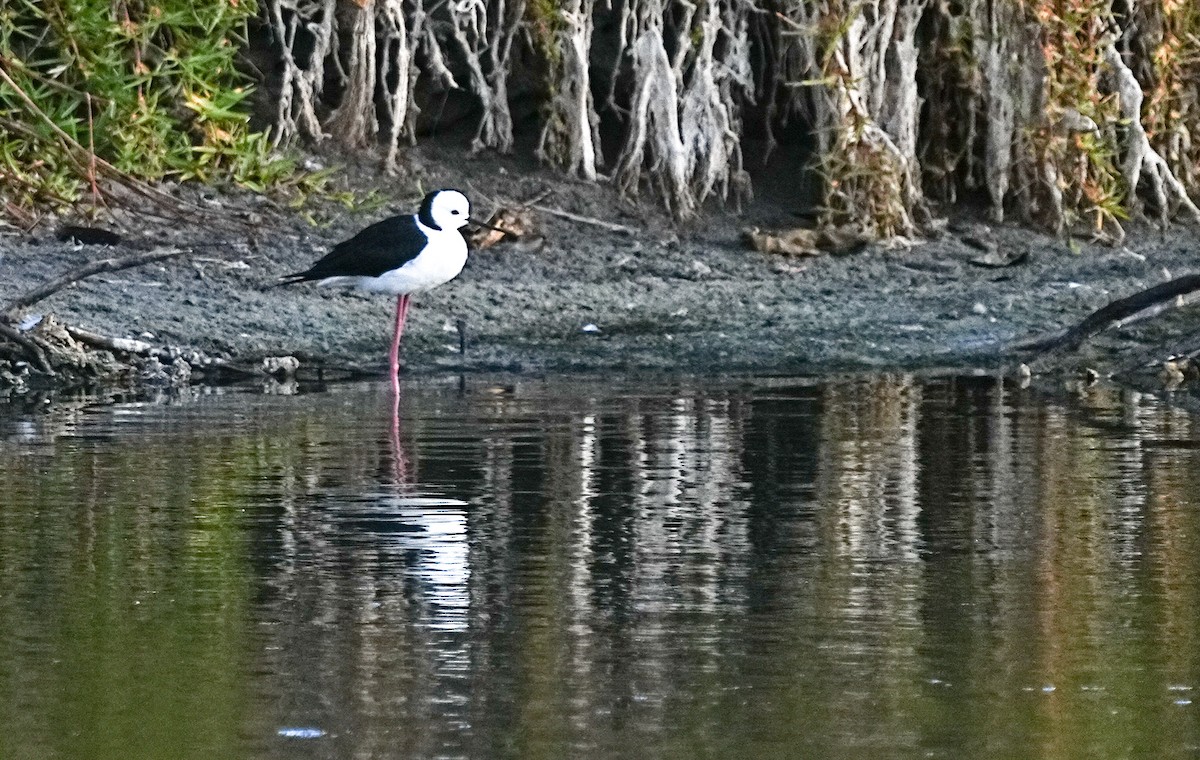 Pied Stilt - ML617032137